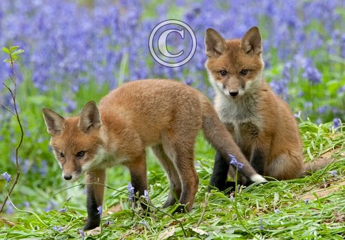 Red Fox Cubs 5 DM0264
